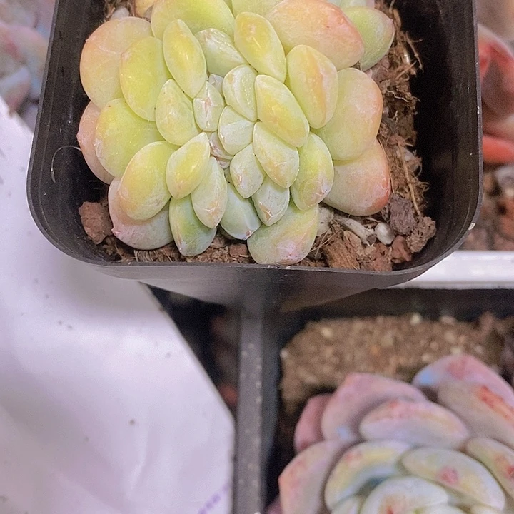 正版冰玉缀化包邮