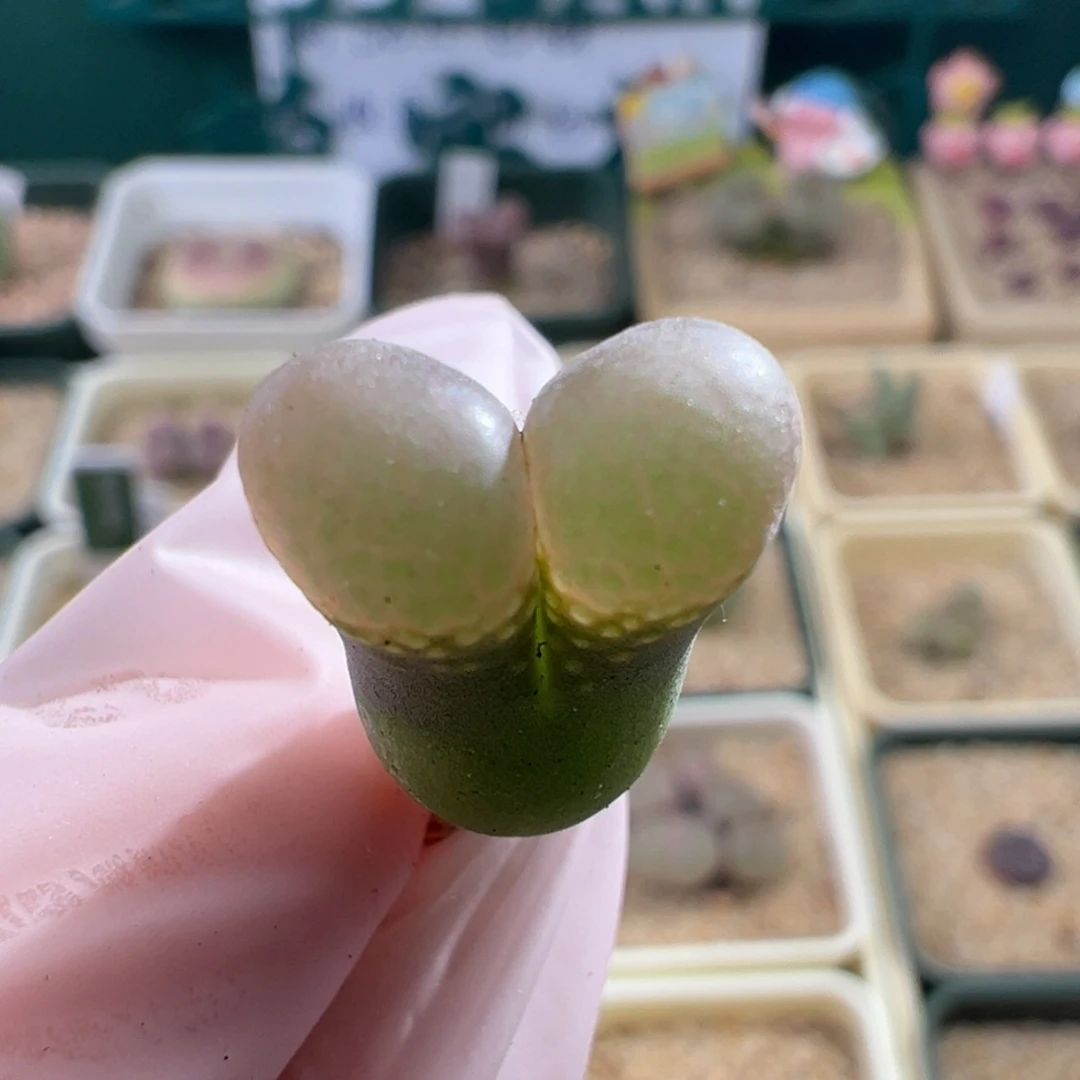 A***姐w7.7:1926。1802。干疤福利