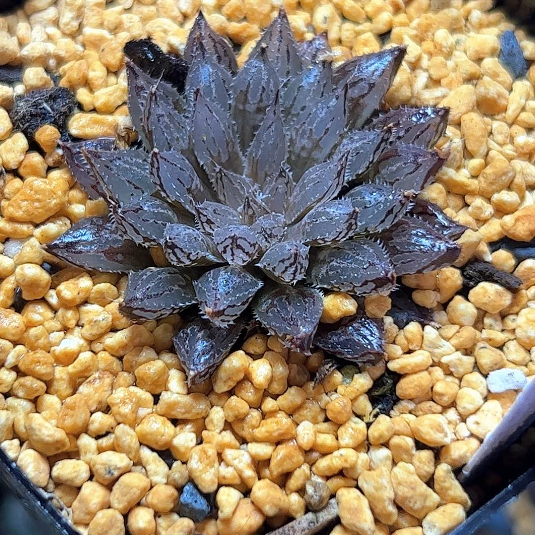 前***工岩兰十二卷多肉植物满