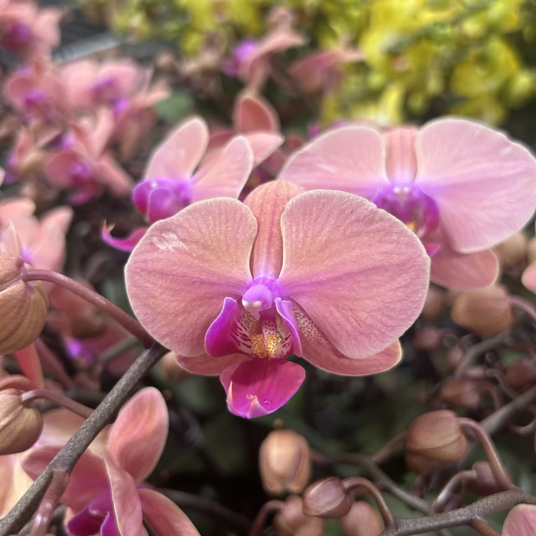 复古色系【开口笑】蝴蝶兰欧品佛山基地带花带花苞