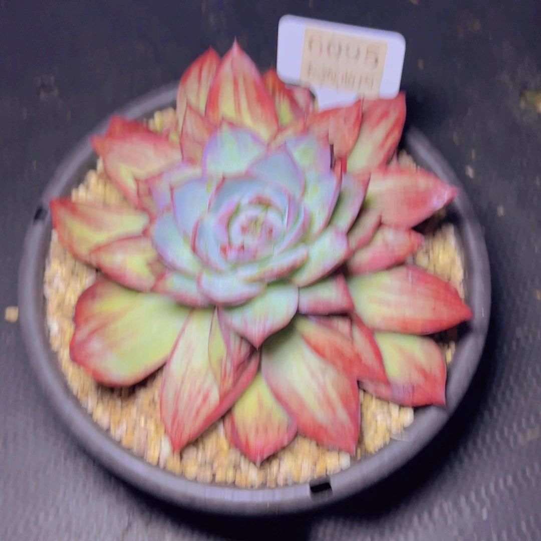 惊鸿仙子6095多肉植物