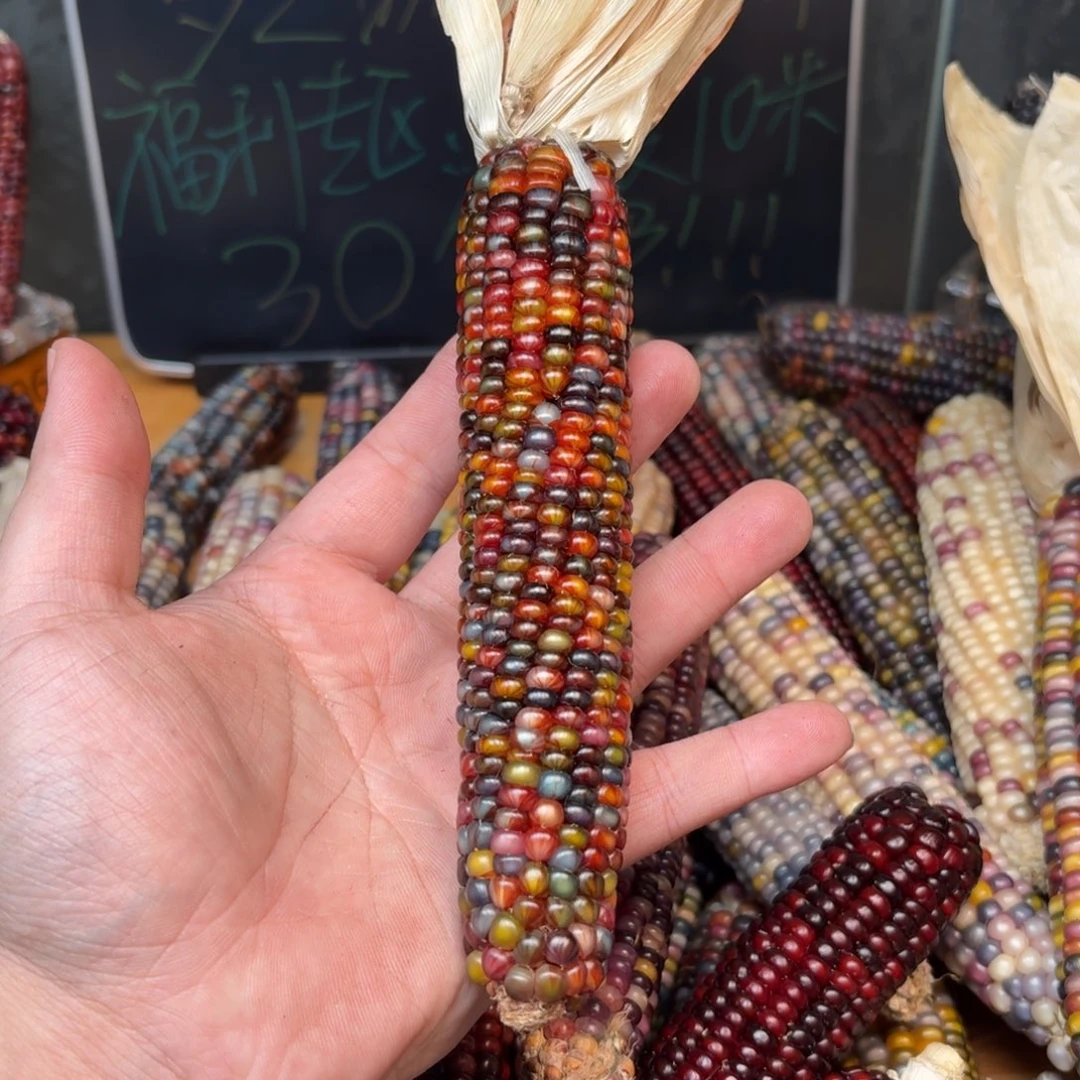 柏香籽/百香籽吊坠u****5