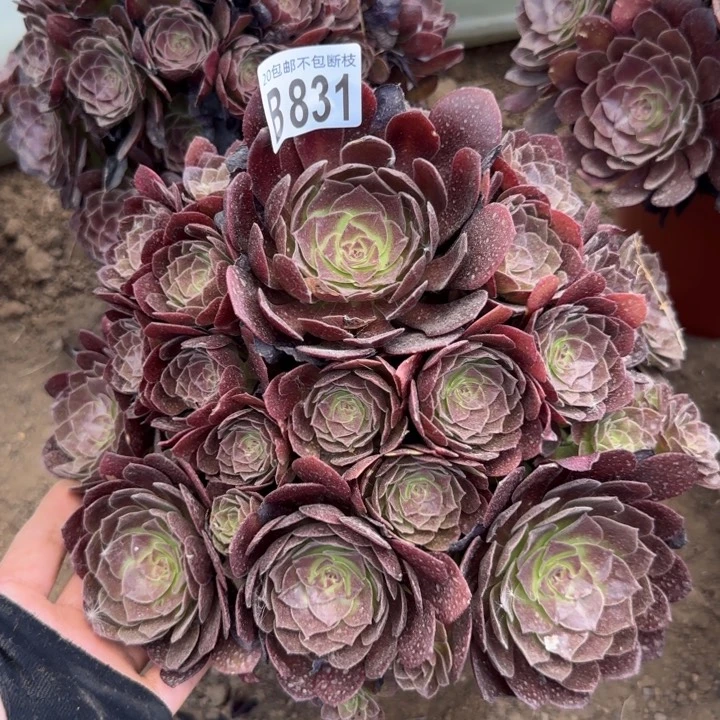 赤焰莲……多肉植物……