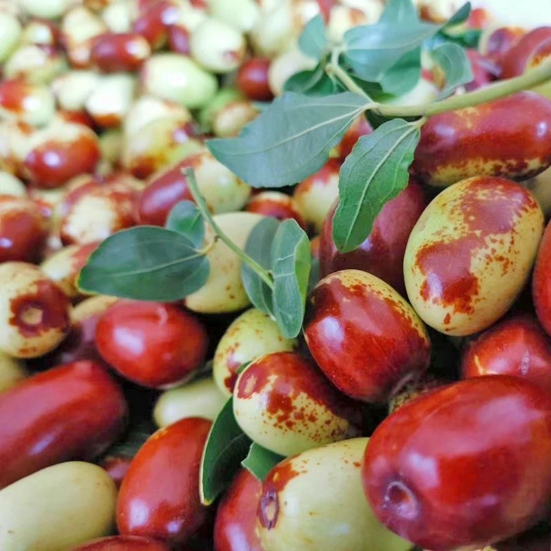 正宗新鲜鸡心枣大红枣鲜枣生吃脆甜长枣马牙枣小枣