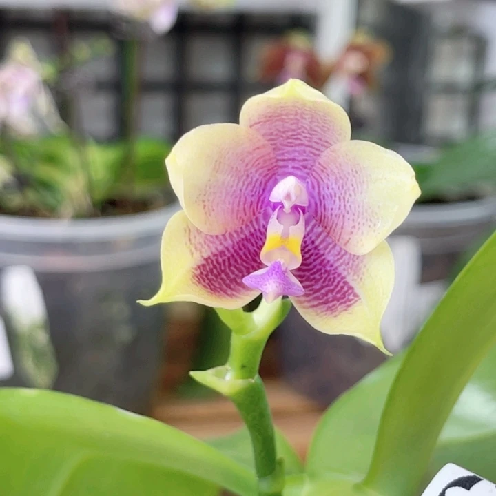 完全开放弥陀206-1941