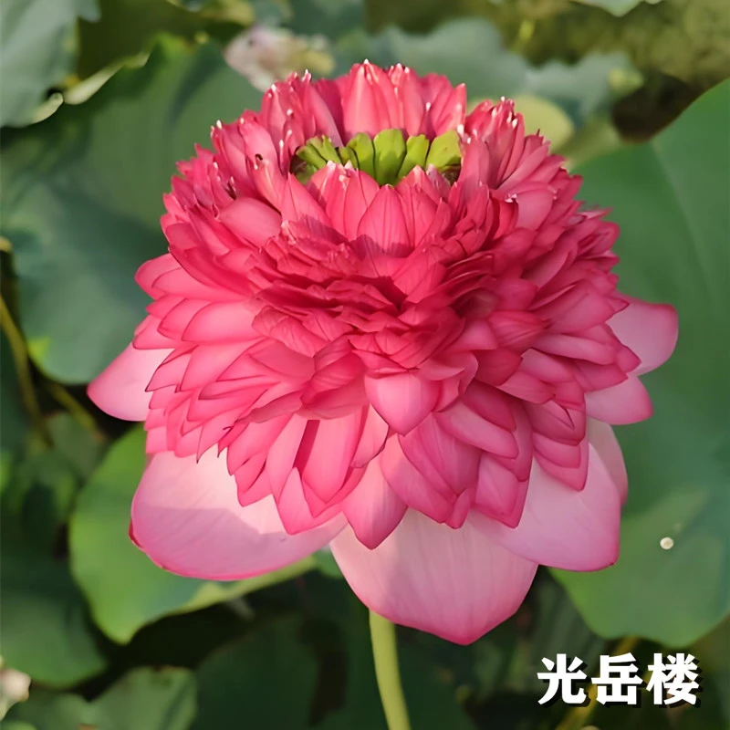 【光岳楼】原盆原土发货