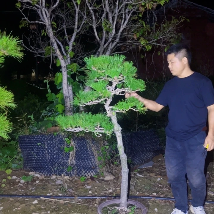 用***4无花朵黑松盆景庭院盆景