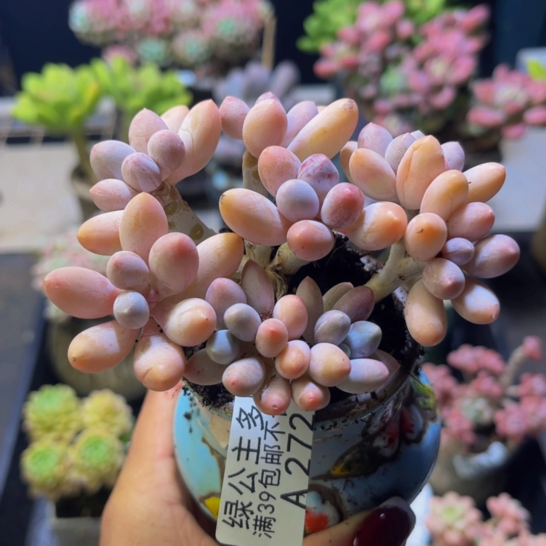 黄金手指奶酪272/9cm