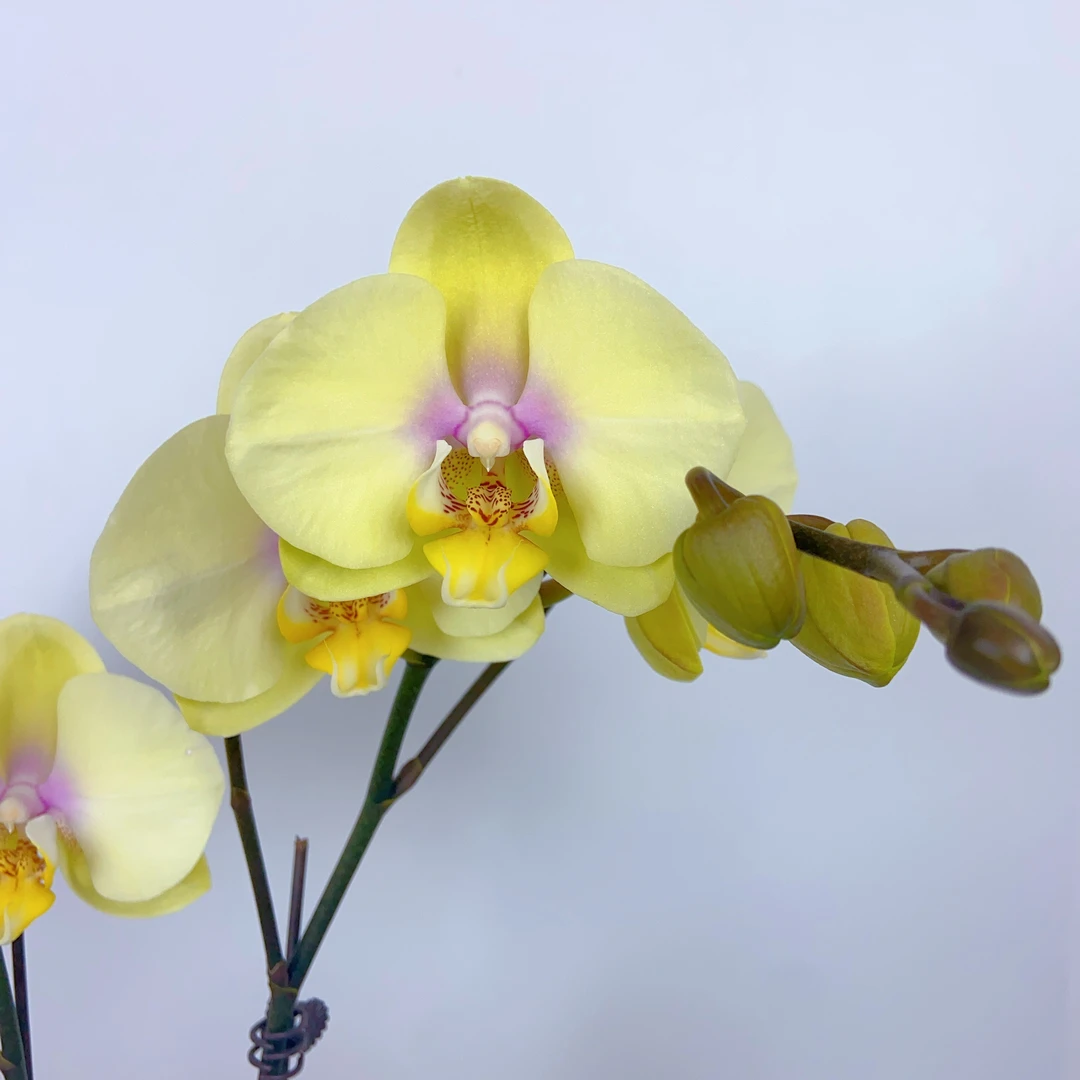 蝴蝶兰【巴黎魅惑】3-6颗送盆  黄绿系 清新脱俗 治愈好看 带花苞
