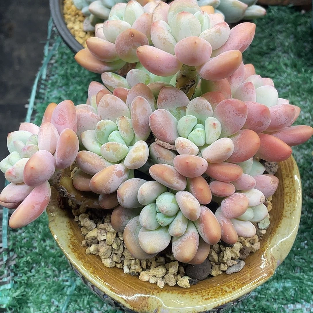 洛神一物一拍28包邮非偏远