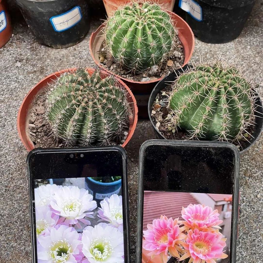 水蜜桃，凤舞，cc275自根球6公分以上