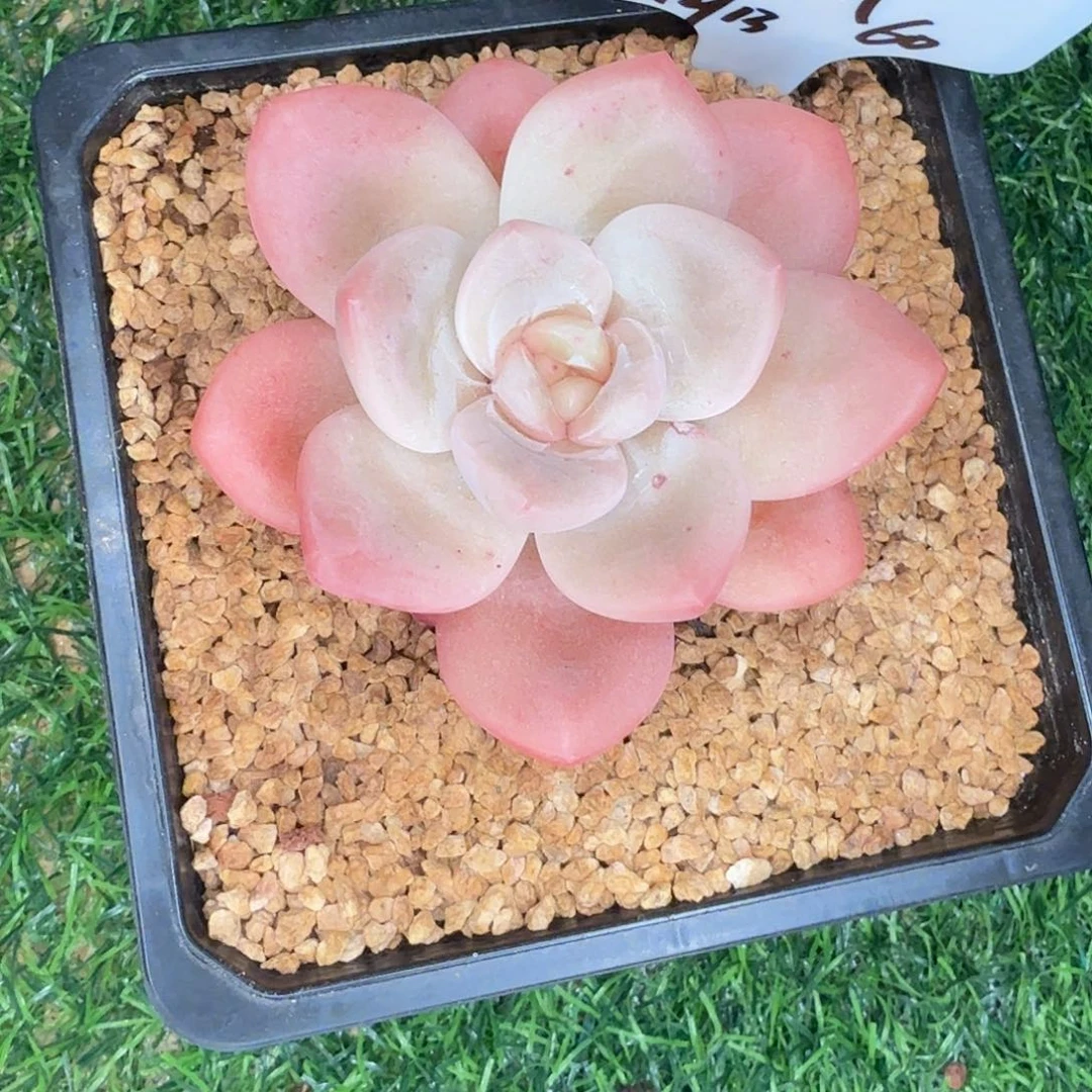 x系单头多肉植物具有