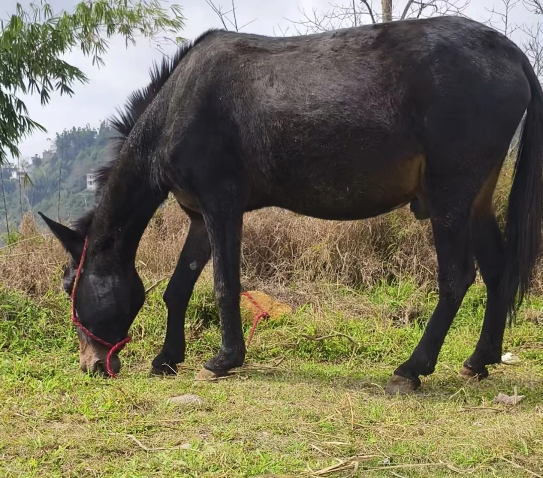 新鲜健子肉，马肉