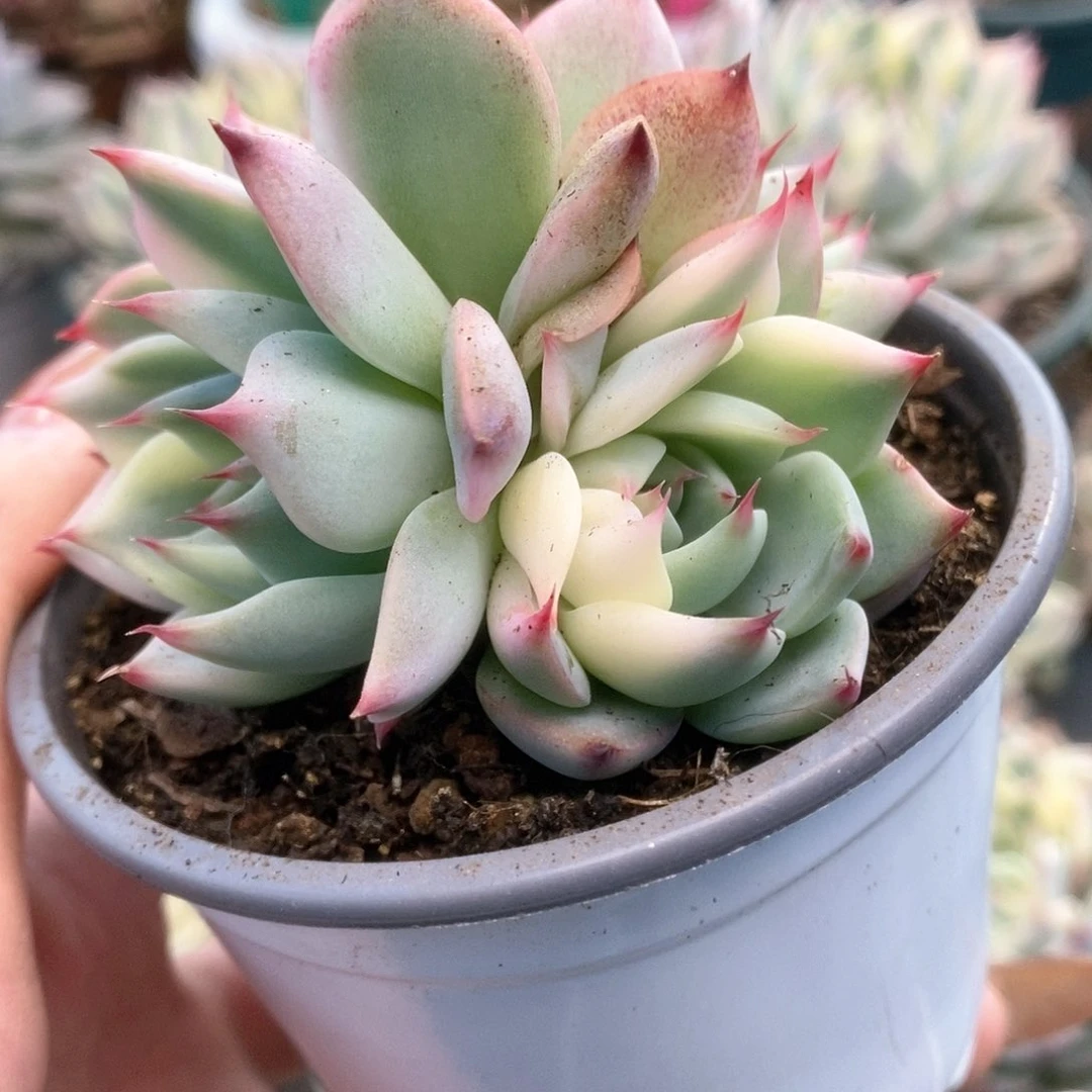 208锦锦锦锦锦锦锦