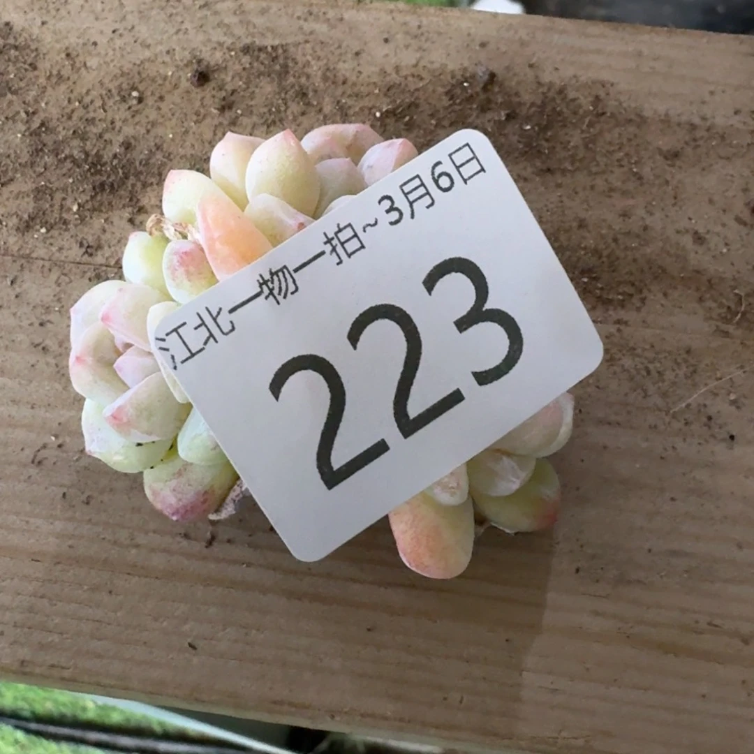 白***?223 号1框江北多肉