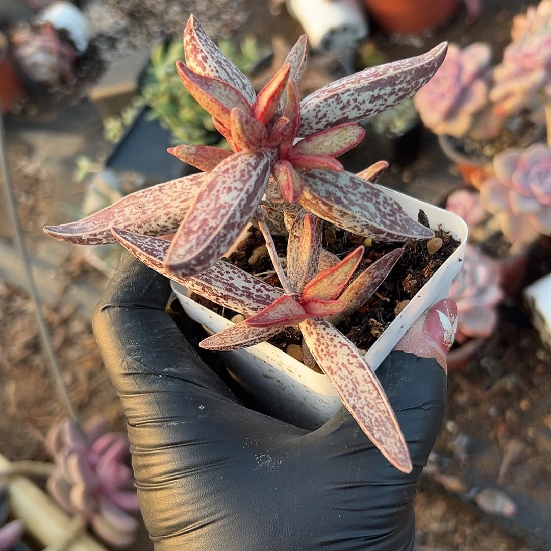 多肉植物多肉植物
