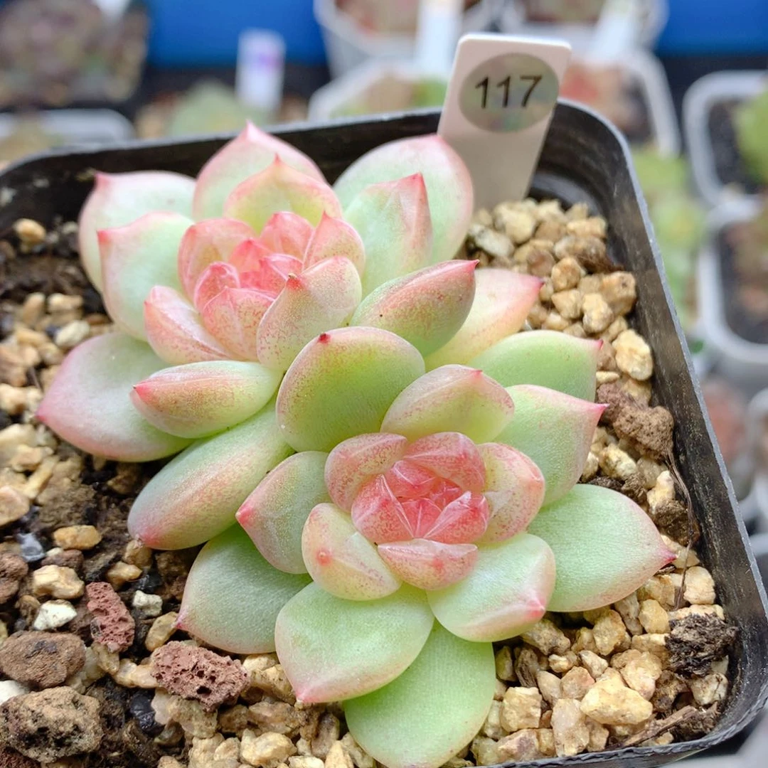 58包邮  群生不包整117