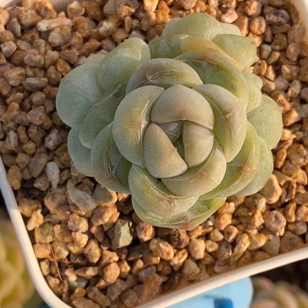 48东篱下多肉植物盆栽