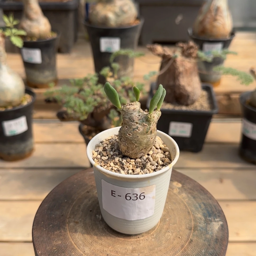 636万物想奇峰锦块根植物