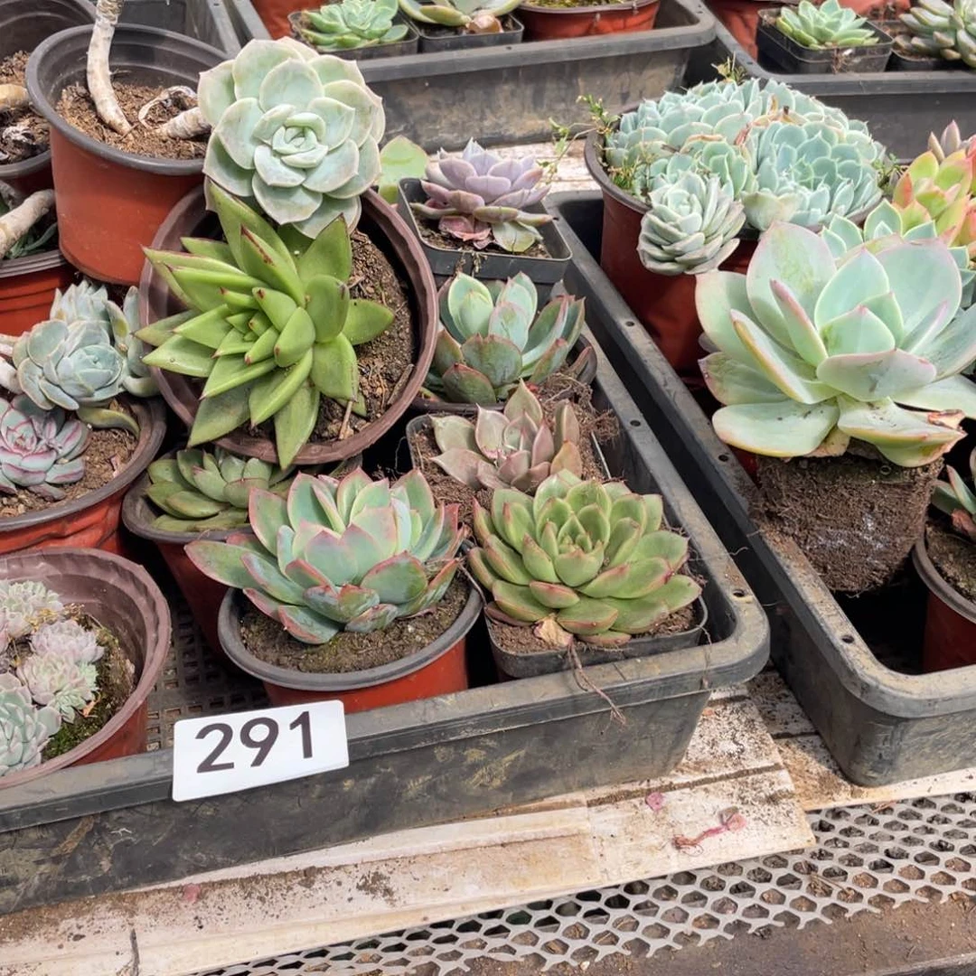 291框拍一单飞啊啊啊啊啊啊啊