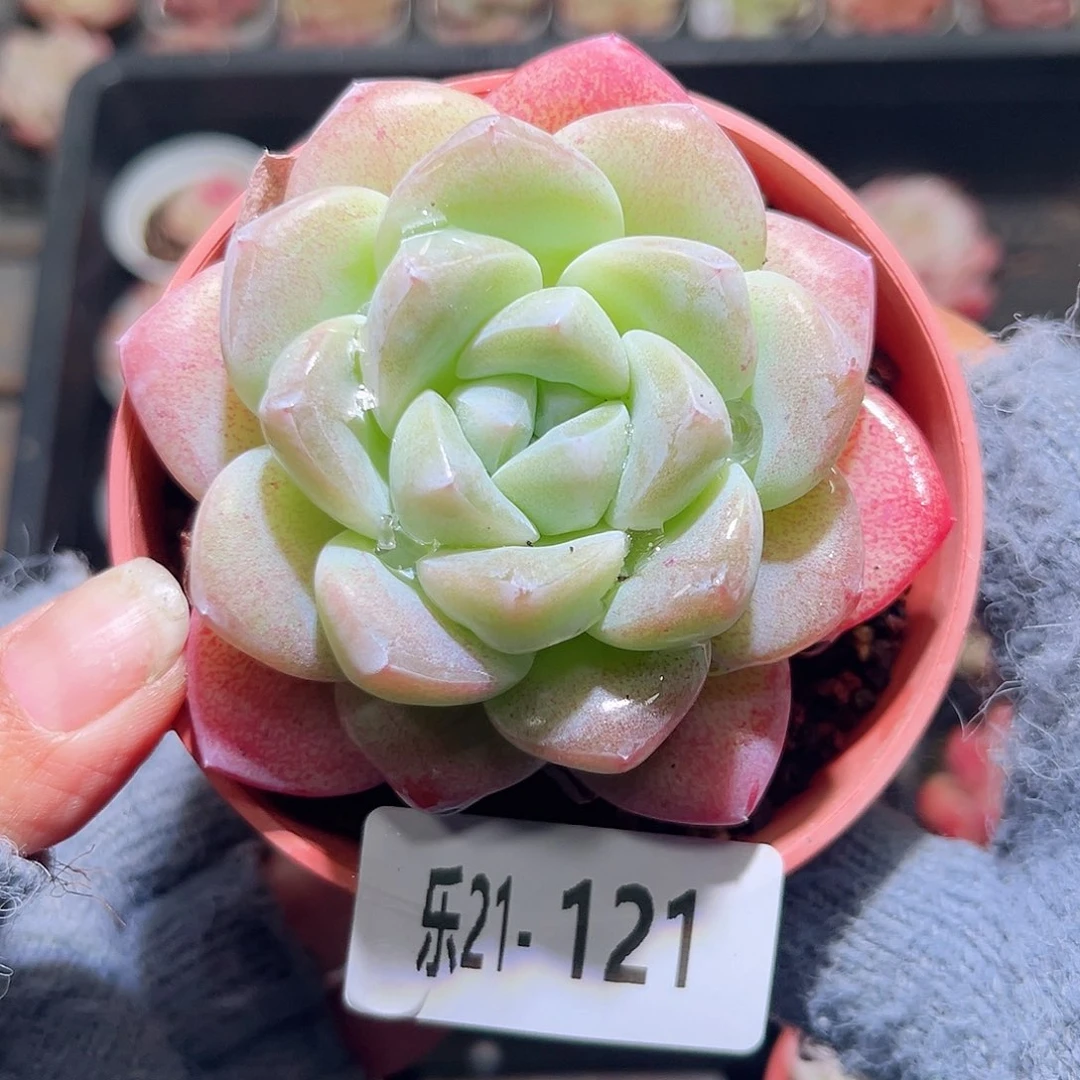 乐21-121冰玉单头