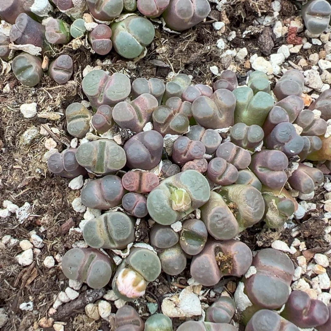 量拍磁铁风铃20颗，扣块发