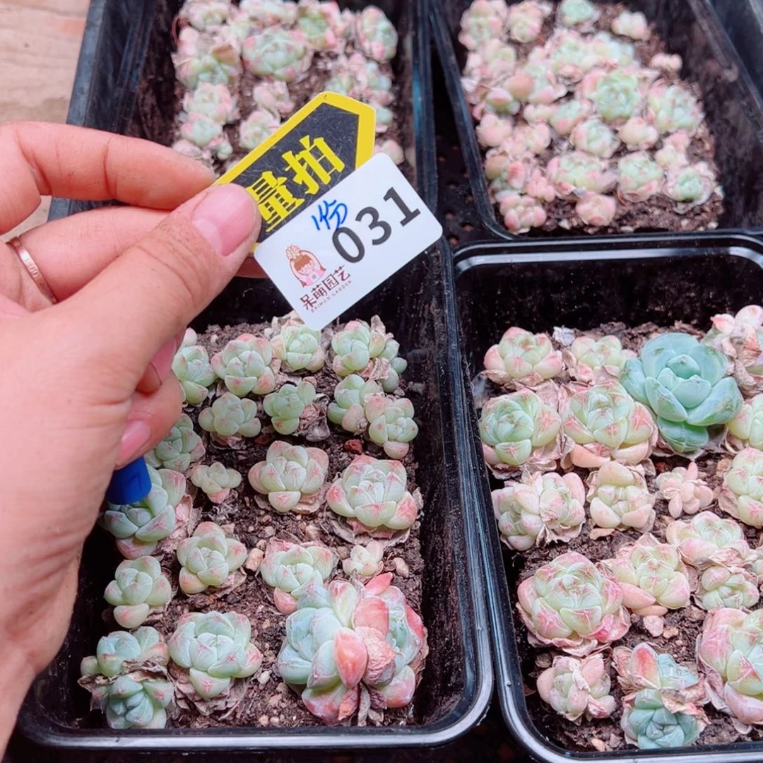 多肉植物多肉植物