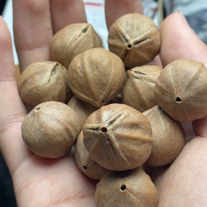 手串/手链橄榄核2.0