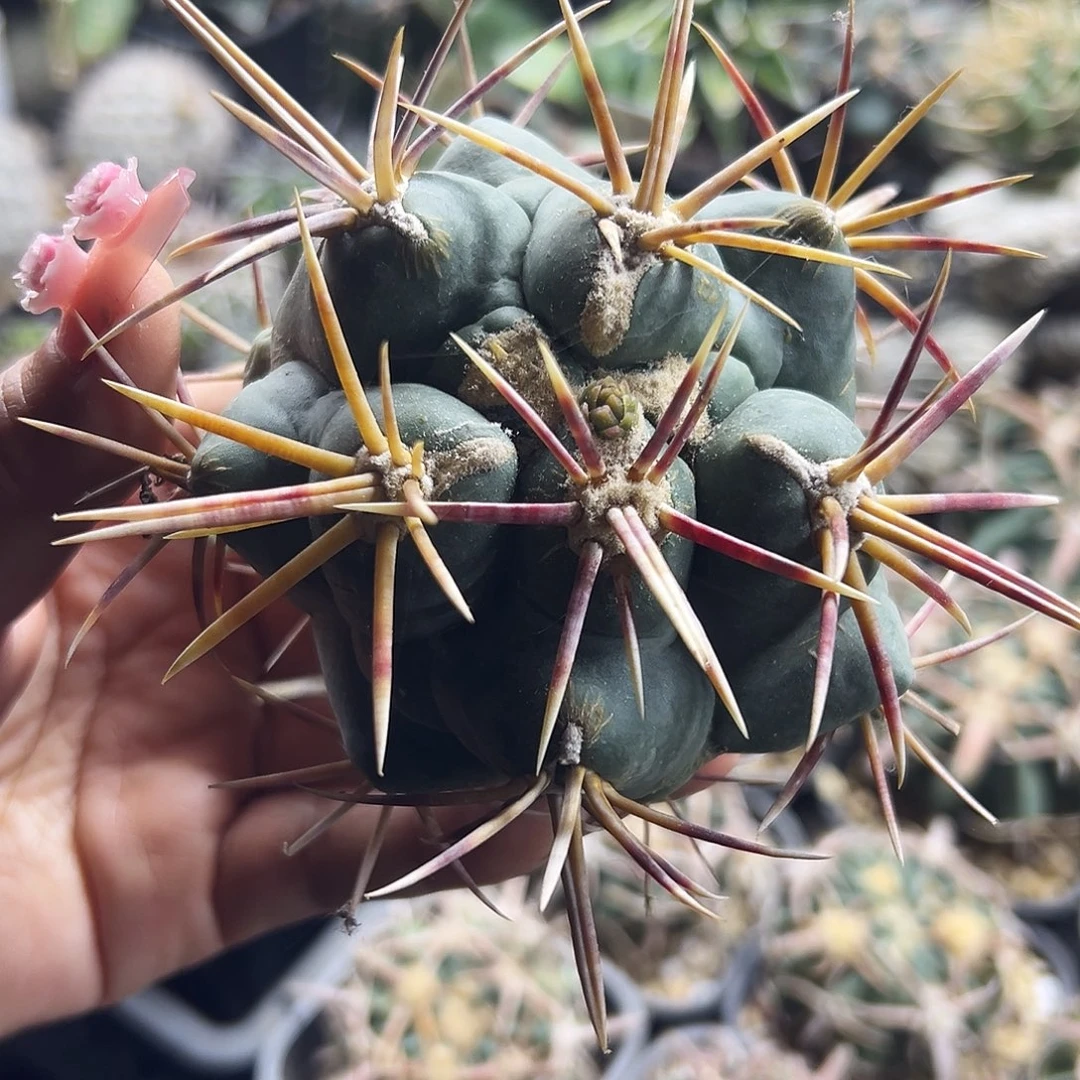 割刺大红鹰有根仙人球6666666