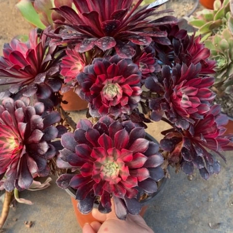 116黑铜白满25包邮多肉