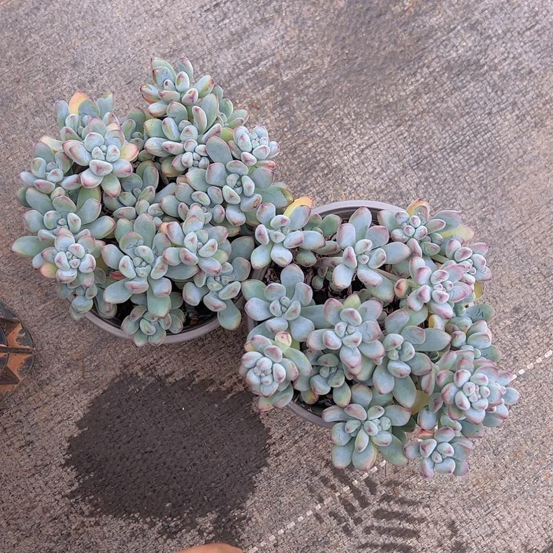 汤姆漫画二盆带盆土精控