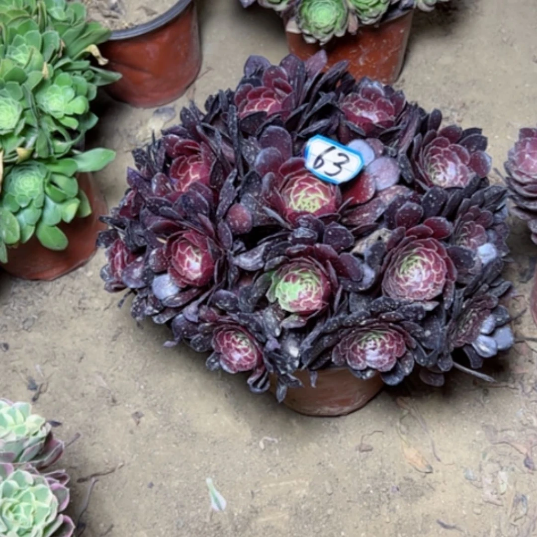 【闪购商品】多肉植物黑罗丽63