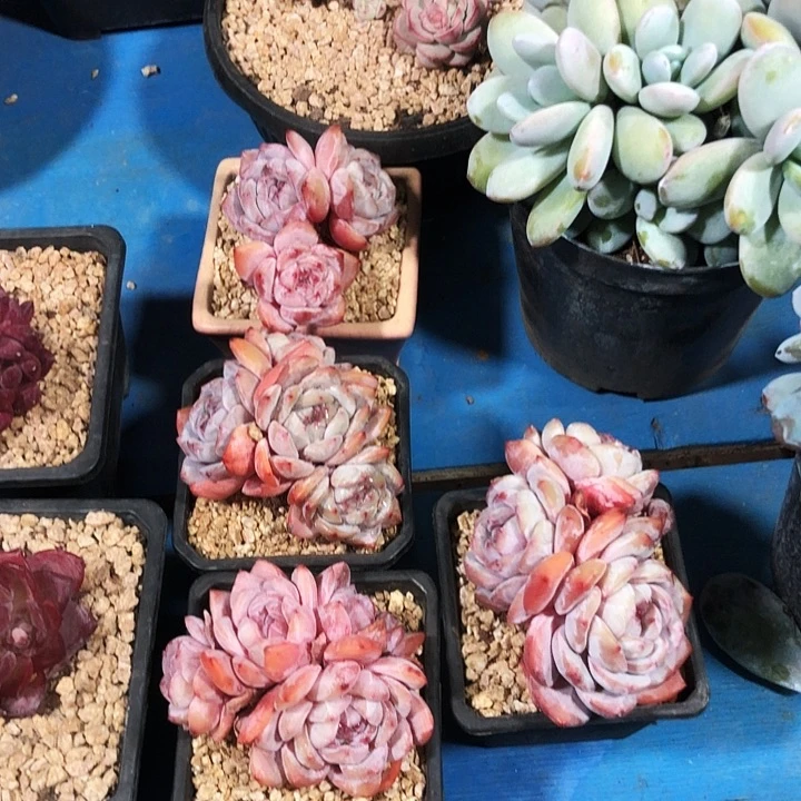 石溜子星影多肉植物