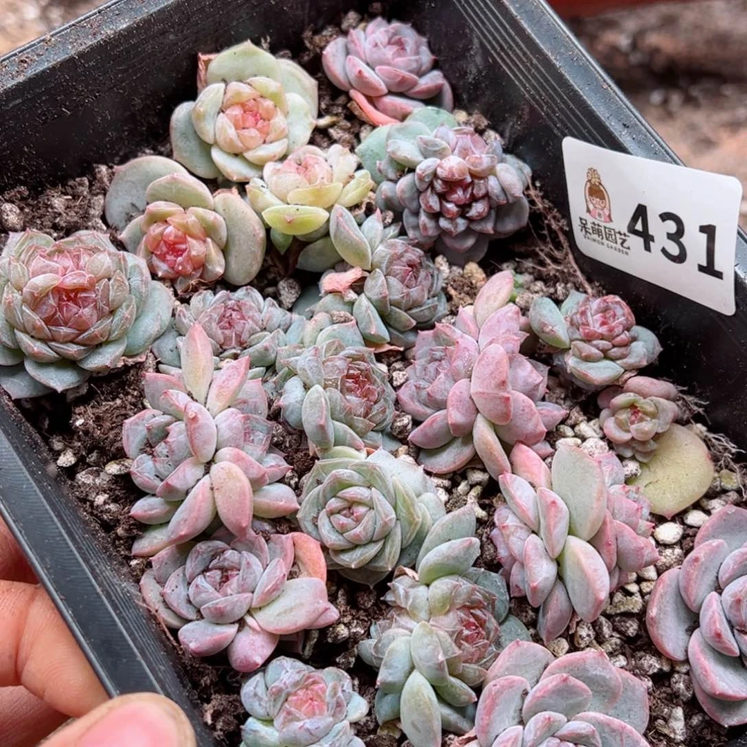 ?****浠多肉植物多肉植物