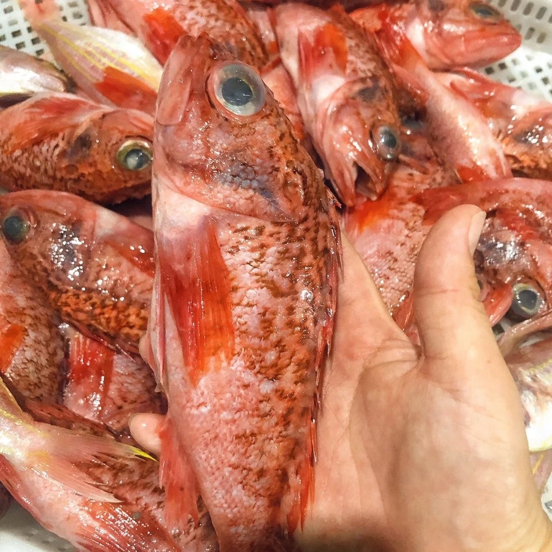【顺丰冷链包邮】产地直发深海石斑鱼石九公红石斑鱼拒绝化学添加剂