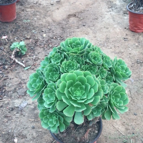 ℳ***࿐绿玫瑰法师多肉植物29