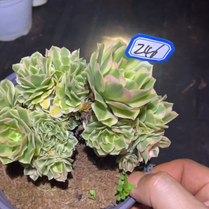 246迈巴赫朵朵缀化