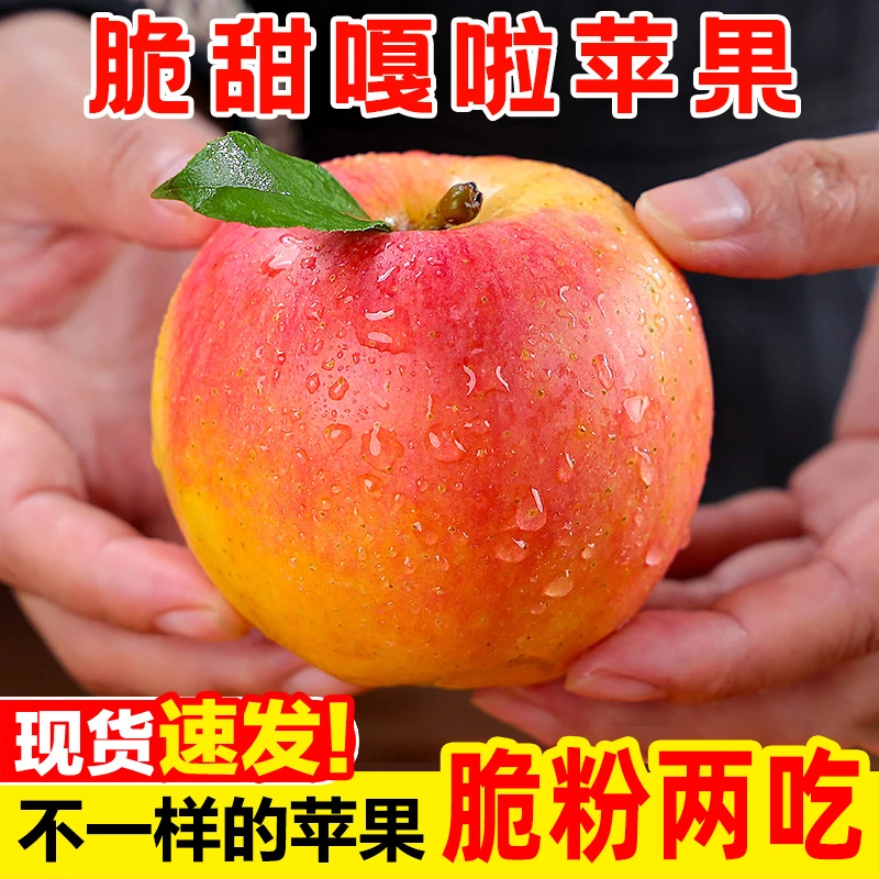正宗陕西嘎啦苹果 新鲜应季水果 香甜多汁 现摘现发 老少皆宜