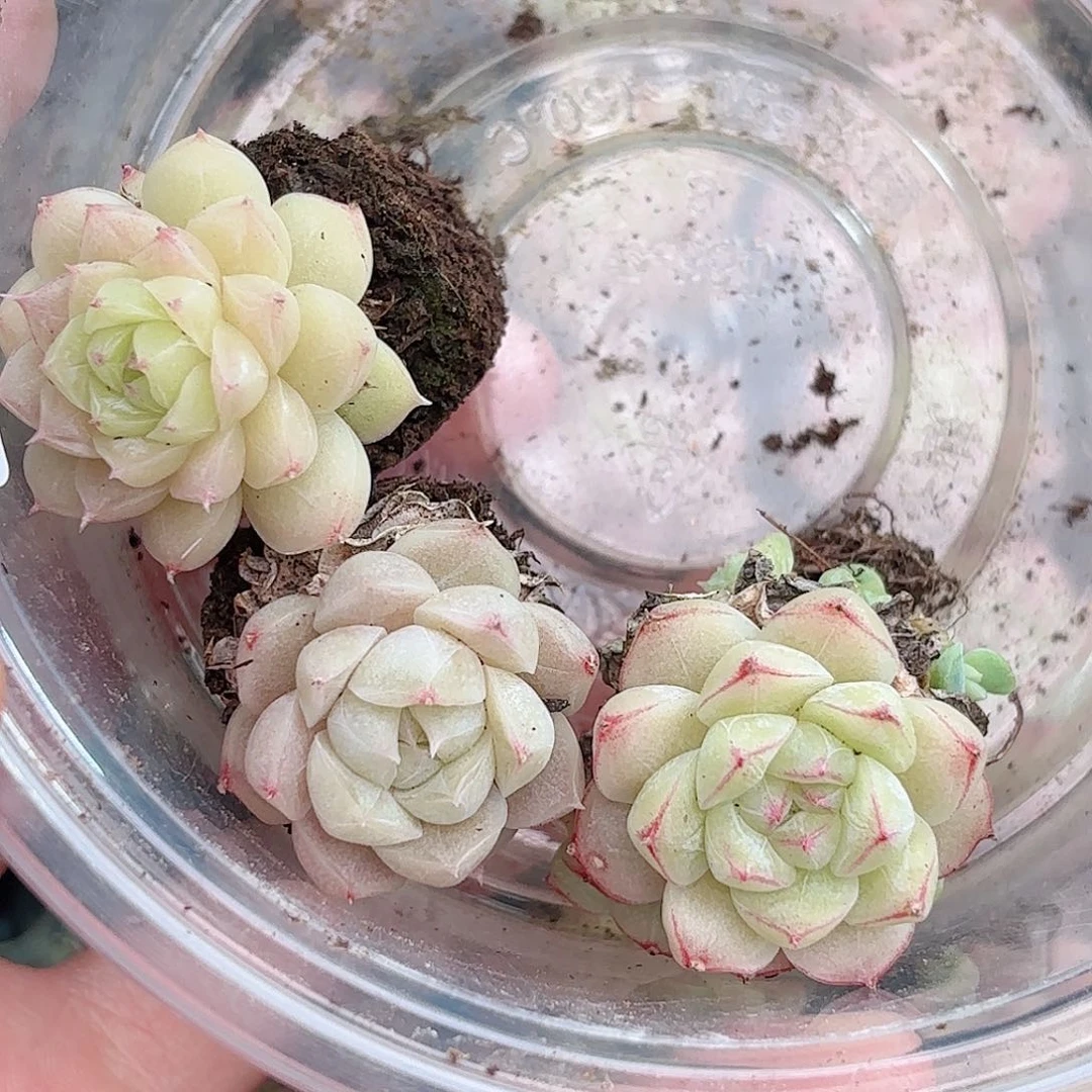 逆*逆332 新疆西藏内蒙不发货 多肉