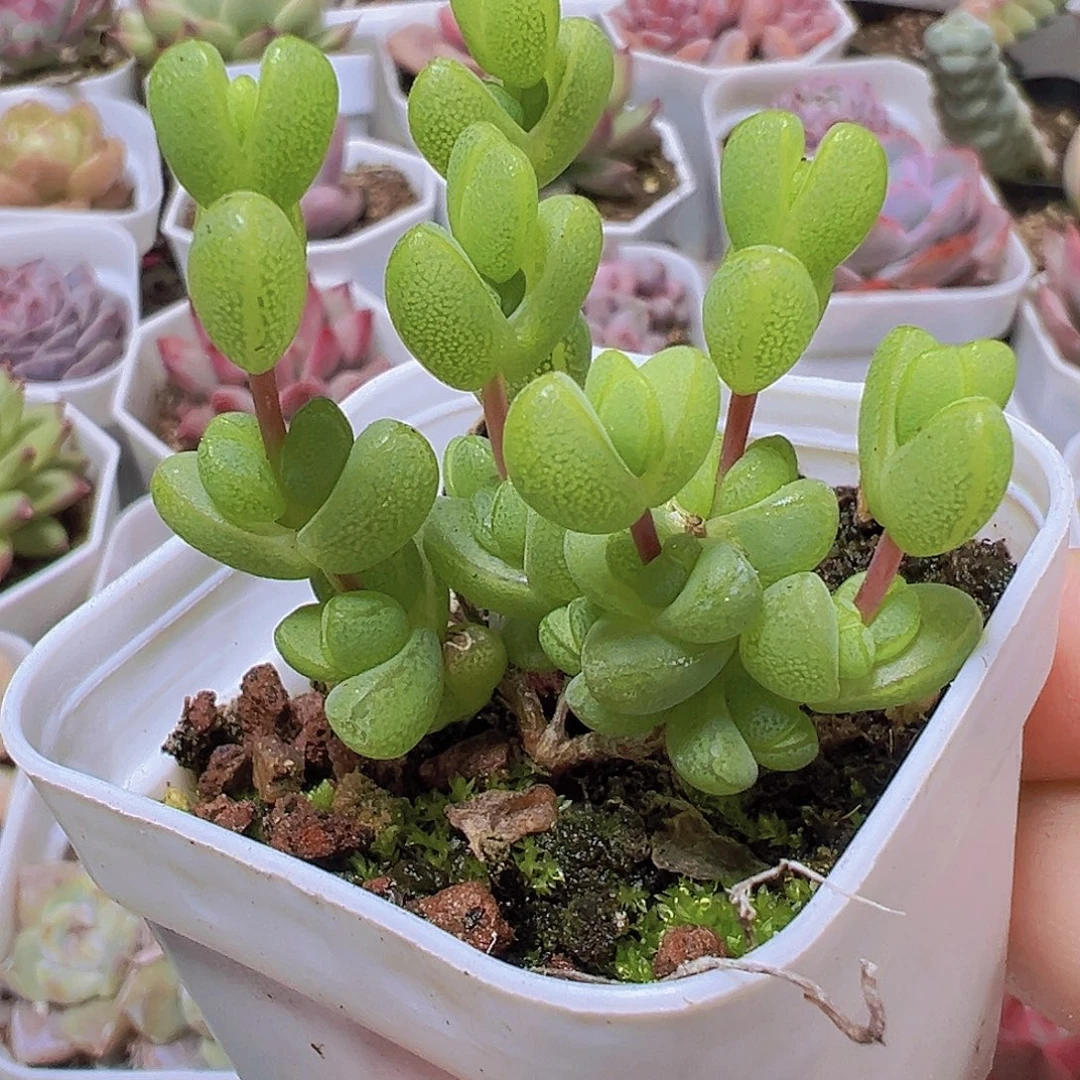 元宝枝干19包多肉植物