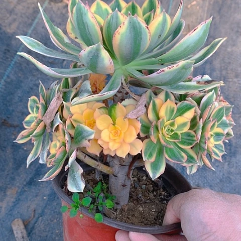 971灿烂多肉植物