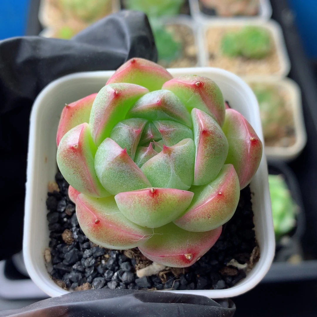 58包邮群生不包整147多肉