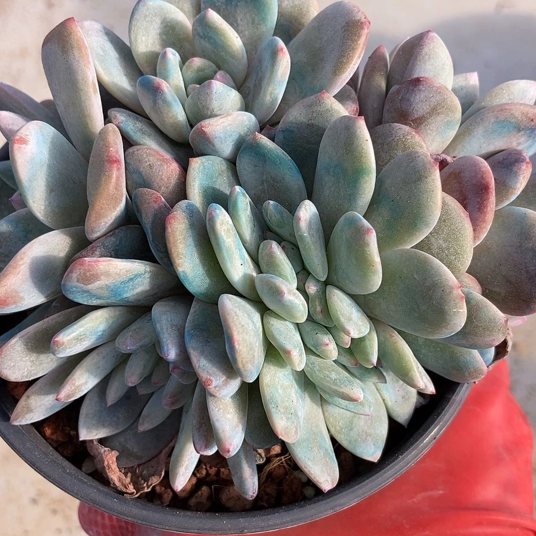 58 号一物一拍不退不换