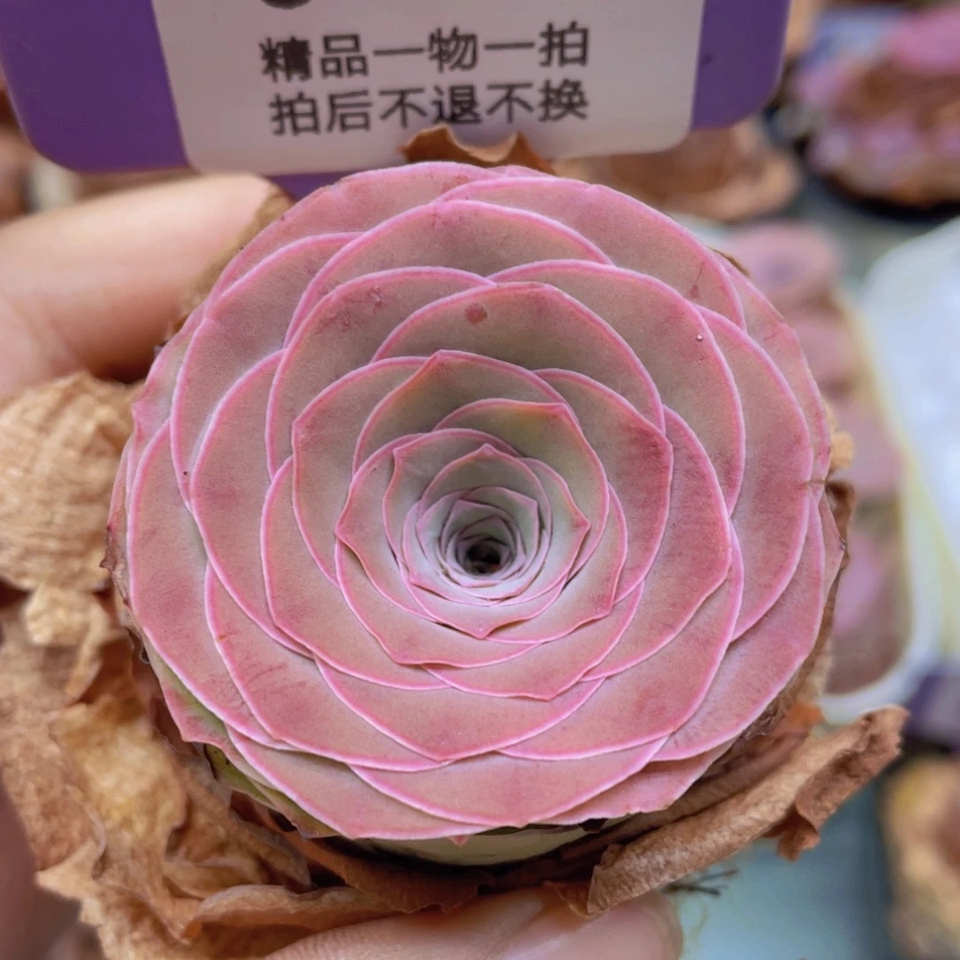 山地玫瑰J61满38包邮裸根发货