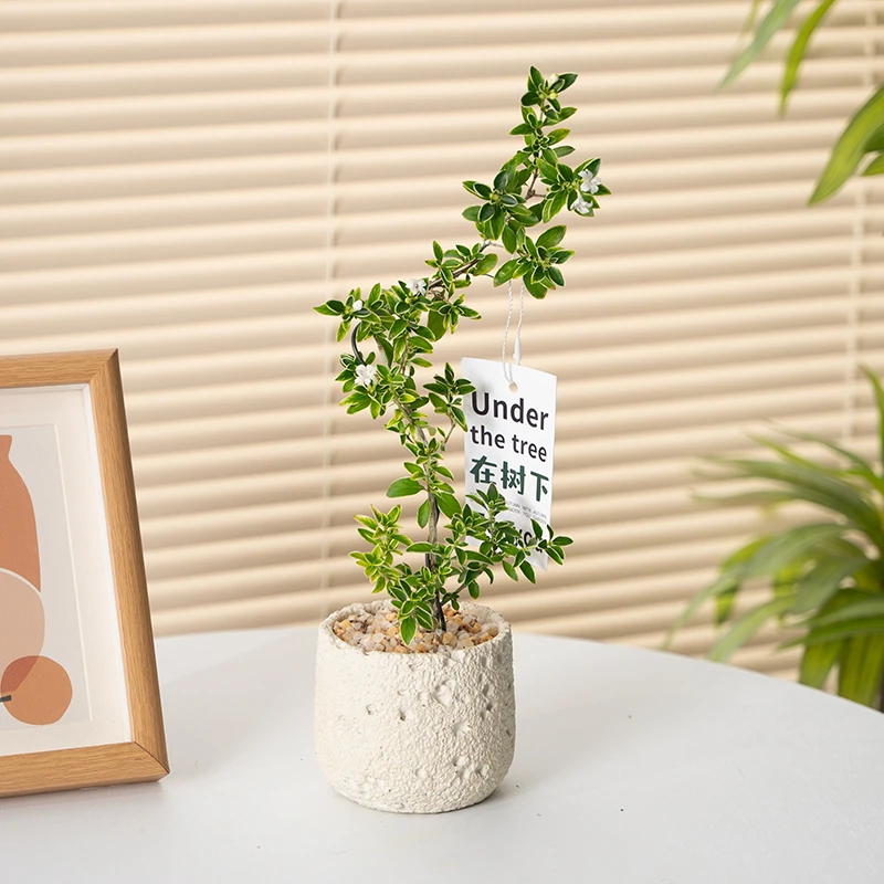 六月雪盆景悬崖白花茶桌禅意室内窗台小绿植物办公室茶几桌面盆栽