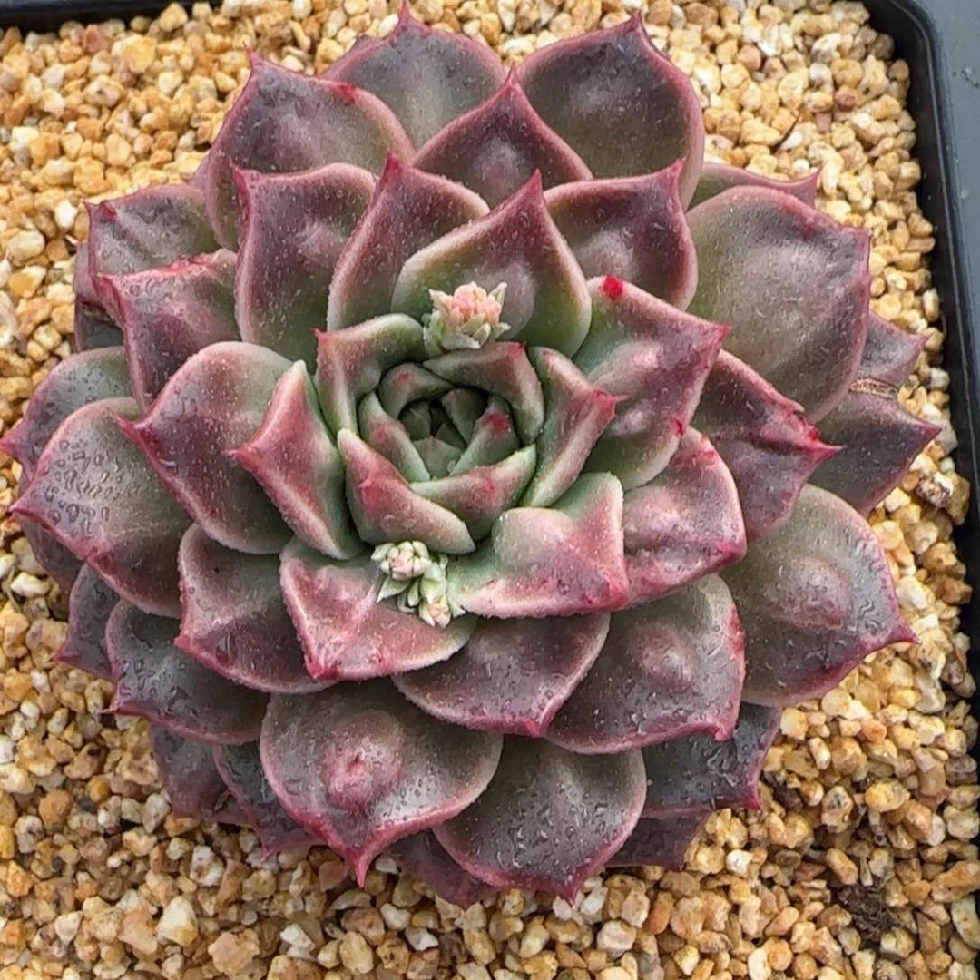 从前慢花园精选多肉瘤财