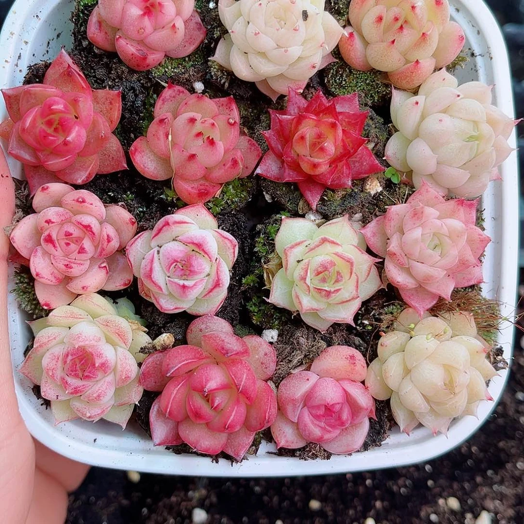 1-665 新疆西藏内蒙不发零度以下拍保温箱不拍不包损