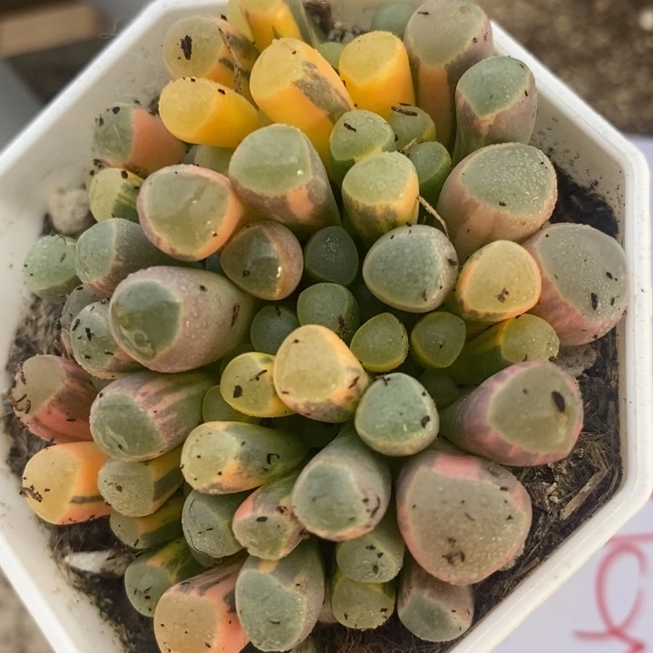 766一颗一颗一颗