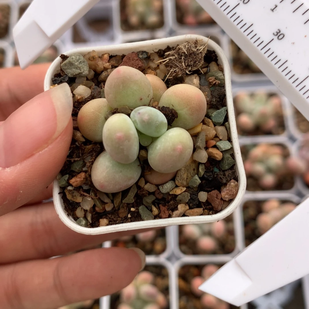 小泡芙奶酪多肉植物