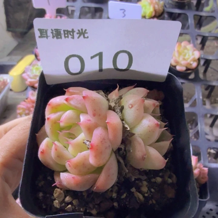 010.qqqqqqqqqqqqqq
